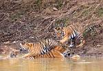 Tiger Familyb